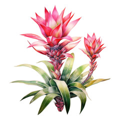 Fototapeta premium Bromeliads, Tropical Flower Illustration. Watercolor Style. AI Generated