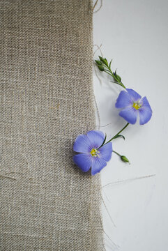 Close-up, blue flax flowers on a textile background - flax fabric