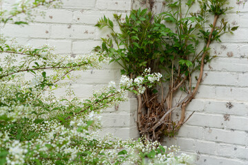 flowering bush and climbing vine near a painted brick wall