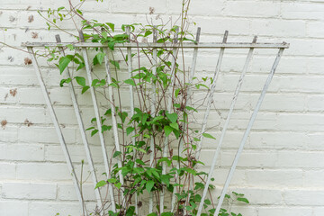 climbing vine (likely a clematis) on a wood trellis near a painted brick wall