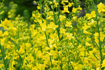 kale, a leafy vegetable, that has bolted after overwintering