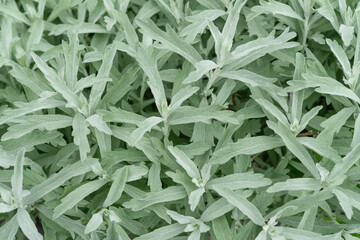White Sage Artemisia ludoviciana gnaphalodes close-up