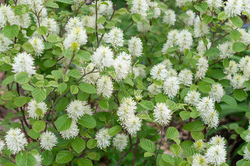 Fothergilla, a deciduous shrub with springtime display of fluffy, bottlebrush-like white flowers