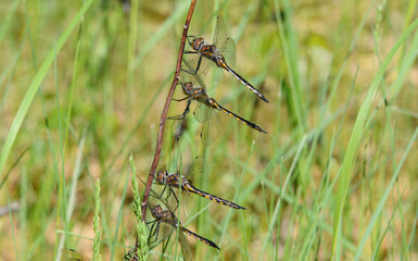 Dragonflies Alighted On Grass Stem