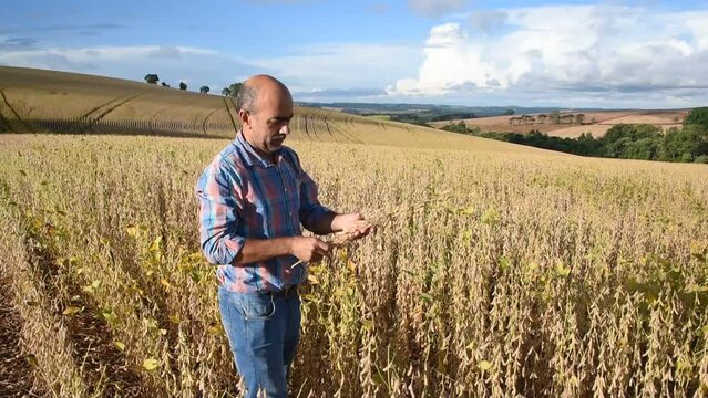 Agricultor fazendeiro na planta&ccedil;&atilde;o de soja , olhando para  soja na m&atilde;o