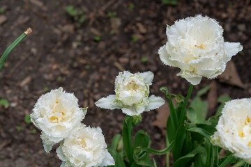 white double-fringed (Crispa) tulips (somewhat grimy)