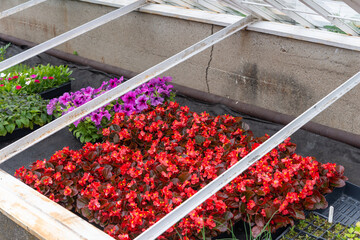cold frame with flower bed plants