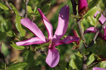 Sweden. Magnolia liliiflora is a small tree native to southwest China (in Sichuan and Yunnan), but...