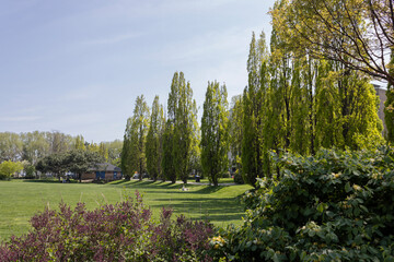 Obraz premium Flowers of spring 