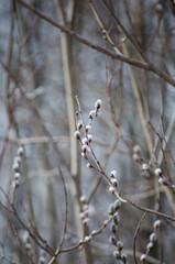 Willow twig