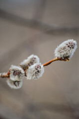 Willow twig