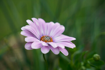 Single Margarita Plus Zebra Pink Cape Daisy. Dreamy look, shallow depth of field.