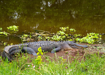 With one watchful eye open, an American alligator, Alligator mississippiensis, sleeps on the muddy shores of Elm Lake in Brazos Bend State Park, Texas.