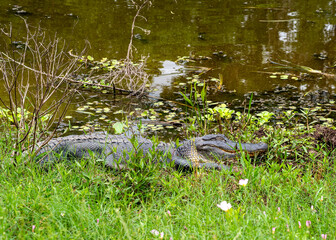 Basking in the sun seemingly with a smile on its face or in a nice dream, an American alligator, Alligator mississippiensis, sleeps on the muddy shores of Elm Lake in Brazos Bend State Park, Texas.