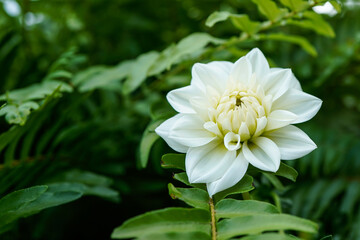 A single white dahlia flower with greenery as the background. Copy space available on the left.