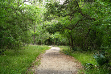 Lush green grasses and trees line the Pilant Slough hiking trail in Brazos Bend State Park. The trail winds through the bottomland forest and meets with the Elm Lake Loop Trail.