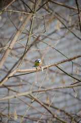 Blue Tit
