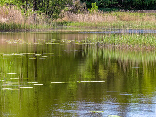 Poznań, the Cybina River valley, Olszak, view of the pond with lush vegetation in the rays of the spring sun