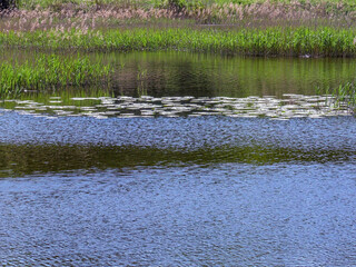 Poznań, the Cybina River valley, Olszak, view of the pond with lush vegetation in the rays of the spring sun