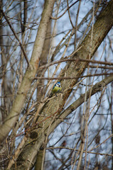 Blue Tit