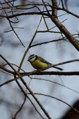 Fototapeta premium Blue Tit