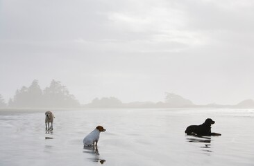 Dogs Enjoying Tranquility On The Shore