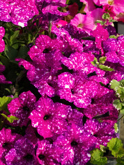 violet annual petunia plant blooms