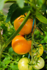 TOMATEN