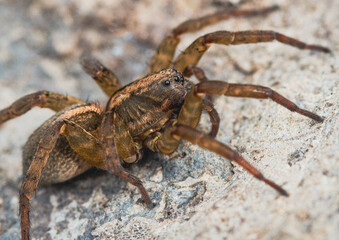 Marco photo of a Wolf Spider on a rock