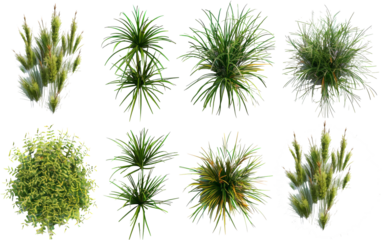 Top view flowery grassland and savanna field on transparent background 3d render png
