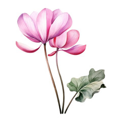 Obraz premium Cyclamen, Tropical Flower Illustration. Watercolor Style. AI Generated