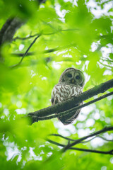 Barred Owl rests high in a tree among fresh, green leaves.