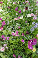 Fototapeta premium Parterre de fleurs diverses