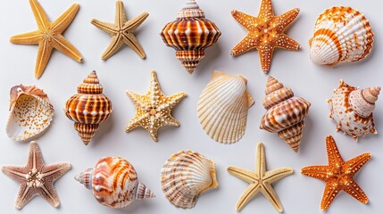   A row of seashells and starfish arranged on a white background is a stunning display of natural beauty