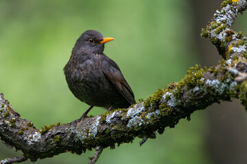 A blackbird on a beautiful branch with moss and lichen in the forest
