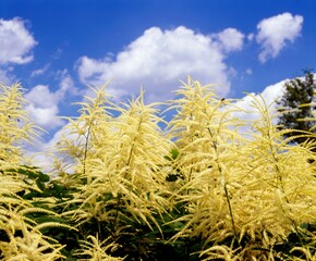 Fototapeta premium Goatsbeard