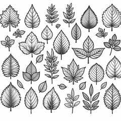 a collection of leaves and plants with the words leaves on them set of different leaves