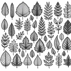 a collection of leaves and plants with the words leaves on them set of different leaves
