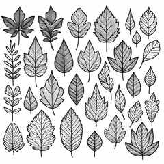 Obraz premium a collection of leaves and plants with the words leaves on them set of different leaves