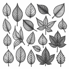 a collection of leaves and plants with the words leaves on them set of different leaves