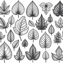 Obraz premium a collection of leaves and plants with the words leaves on them set of different leaves