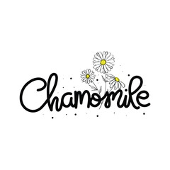 Hand Drawn Chamomile Calligraphy Text Vector Design.