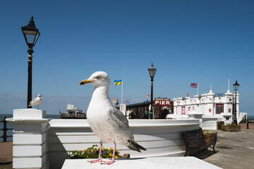 Herring gull at Herne Bay seaside resort in Kent. The free entry public Pier gateway is in the background.