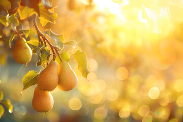 Fruit farm with pear trees. Branch with natural yellow pears on blurred background of pears orchard...