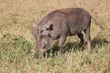 Warzenschwein / Warthog / Phacochoerus africanus