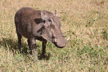 Warzenschwein / Warthog / Phacochoerus africanus