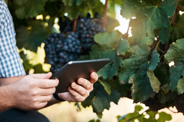 Hands, person and tablet in countryside for inspection on grapes, agriculture and information on...