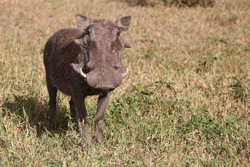 Warzenschwein / Warthog / Phacochoerus africanus