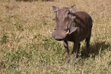 Warzenschwein / Warthog / Phacochoerus africanus