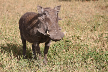 Warzenschwein / Warthog / Phacochoerus africanus